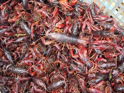 淮安洪泽湖小龙虾 洪泽湖青红虾