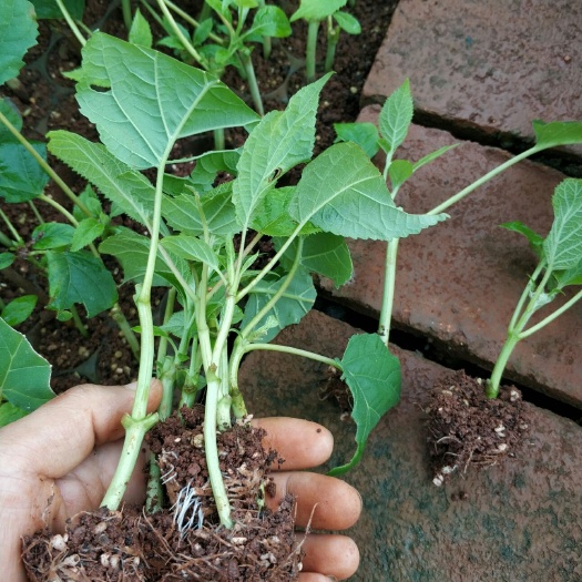 昆明 安娜贝拉绣球花种苗基地直销