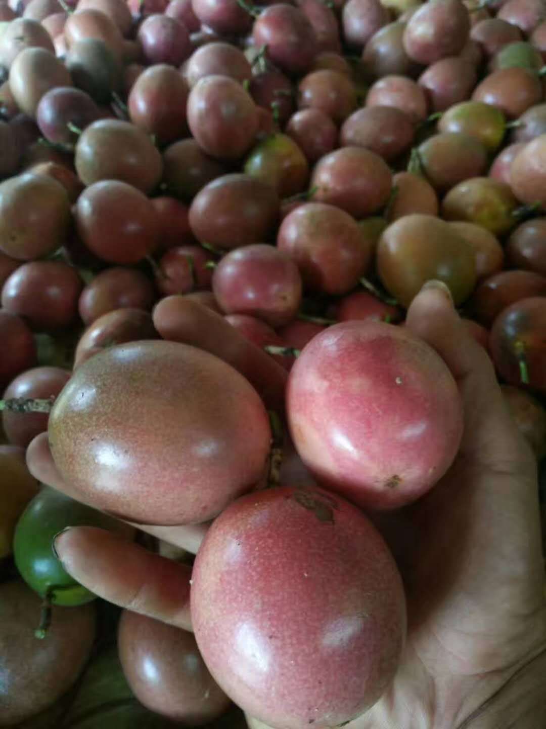 紫香一号百香果  百香果整箱5斤起批