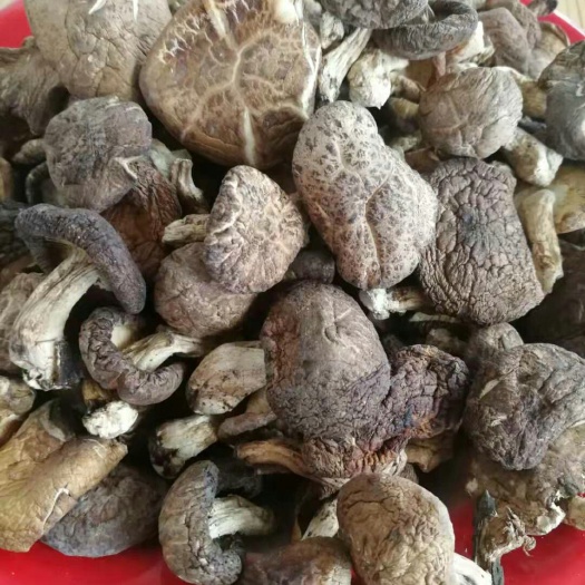 盐源县 大凉山盐源野生蘑菇
