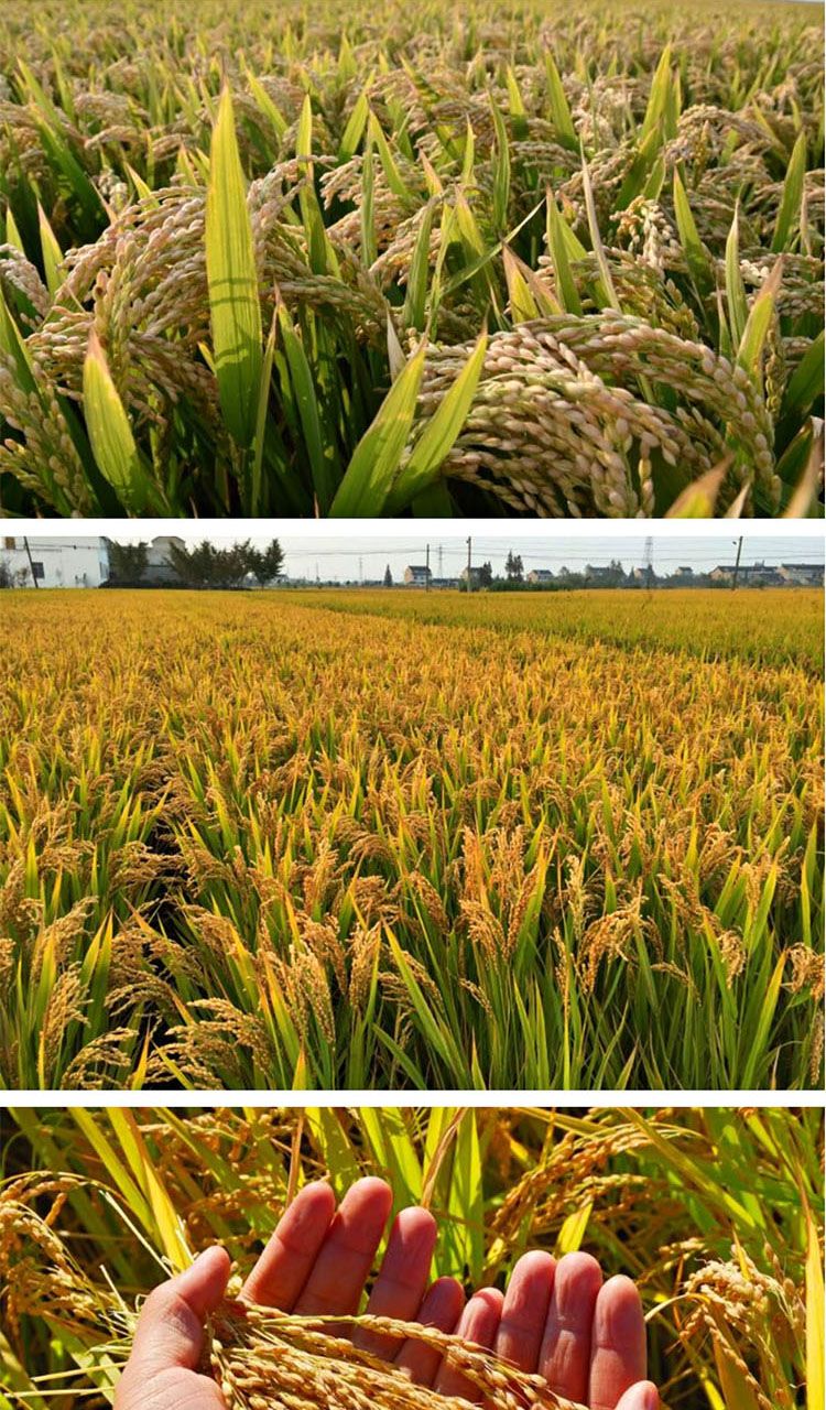 水稻专用水稻套餐三遍药组合营养调籽粒饱满氨基酸微量叶面肥