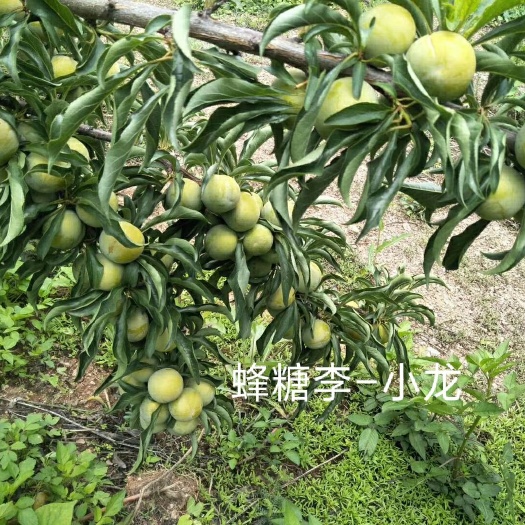 镇宁县蜂糖李树苗  正宗六马一代蜂糖李，质量保证，假一棵赔一万
免