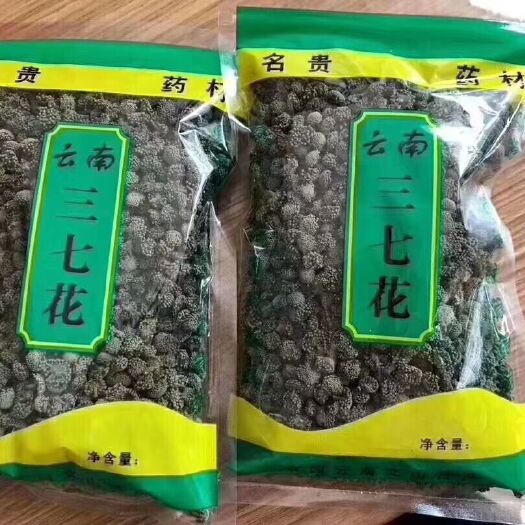 昆明 黑蚂蚁