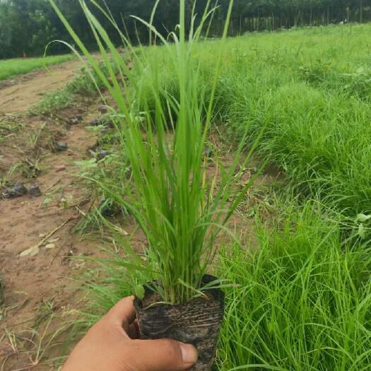 定州市草花