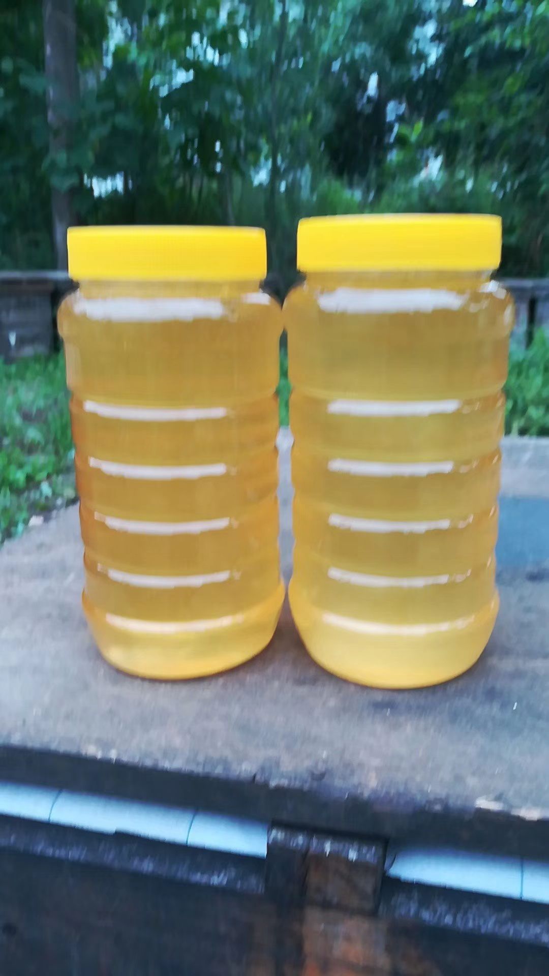 益母草蜜 桶装 2年 90%以上