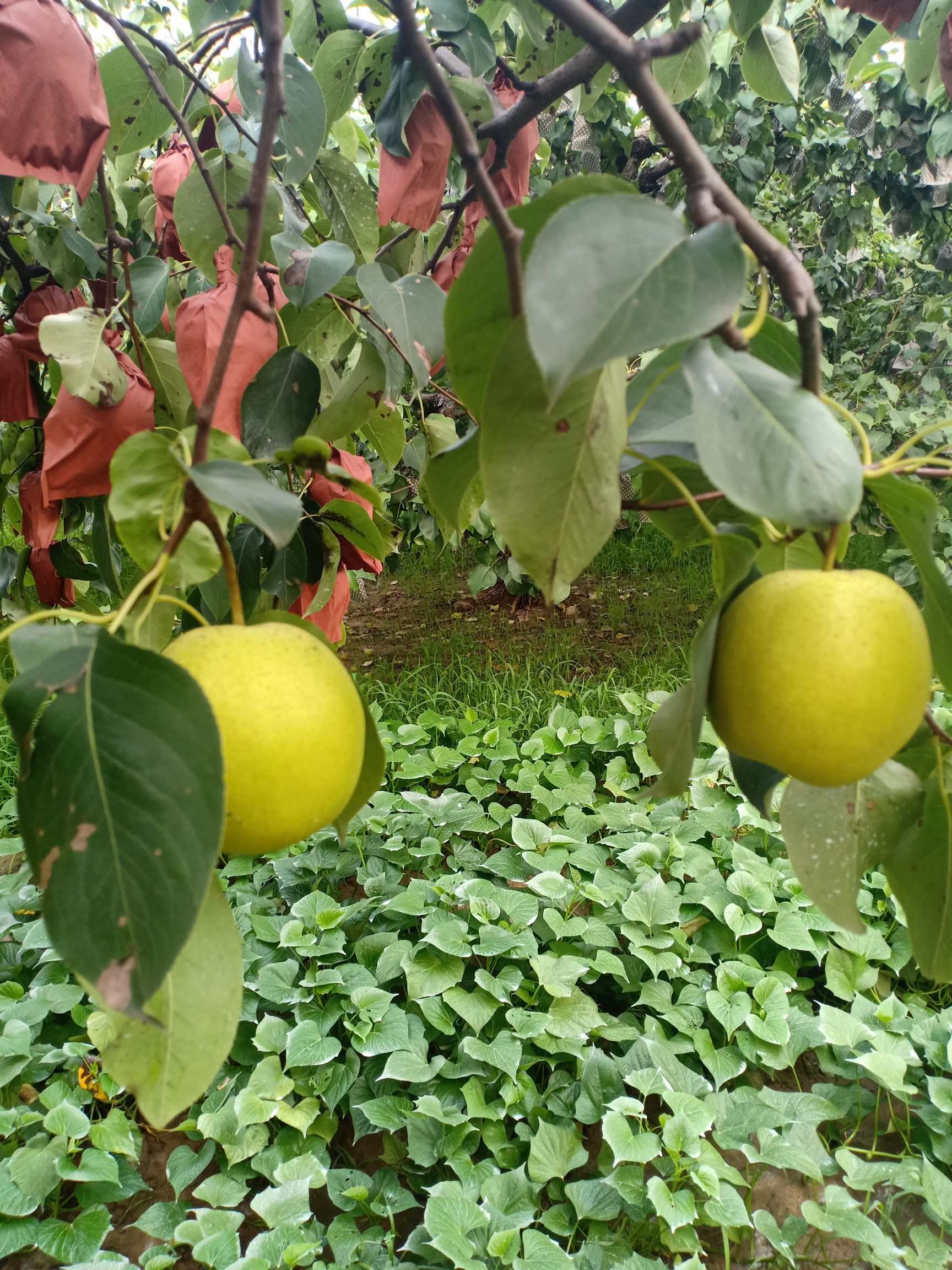  河北雪花梨。有需要的朋友们可以联系我，皇冠梨，鸭梨也在销售中