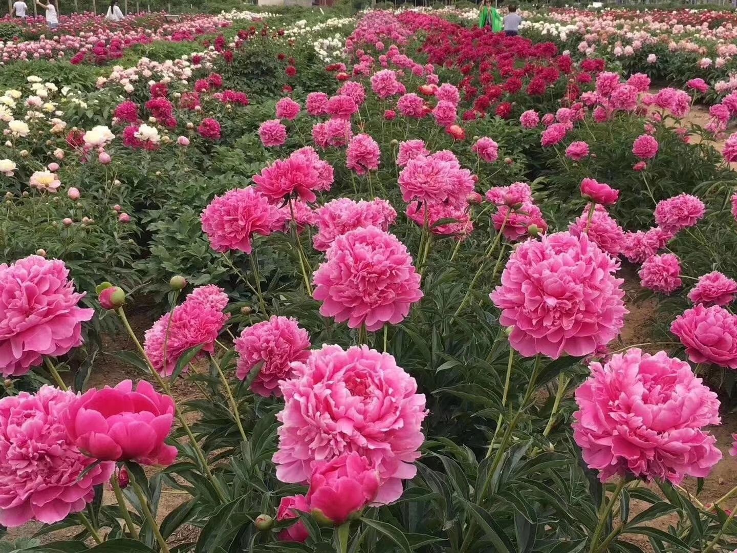 多花芍药  基地直供观赏芍药，保证品种，成活率高，品质好