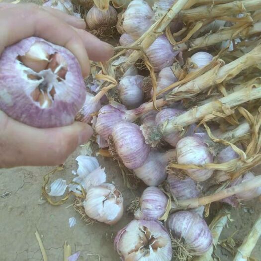 大名县大蒜种子 大名老淤土地精品蒜种