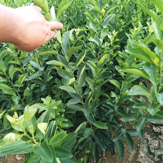 荔浦市早熟沙糖桔苗 金葵砂糖橘苗 高度30-60公分 免费提种植技术
