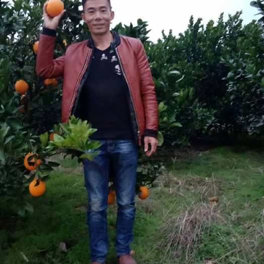瑞金市纽荷尔脐橙苗 正宗赣南脐橙苗