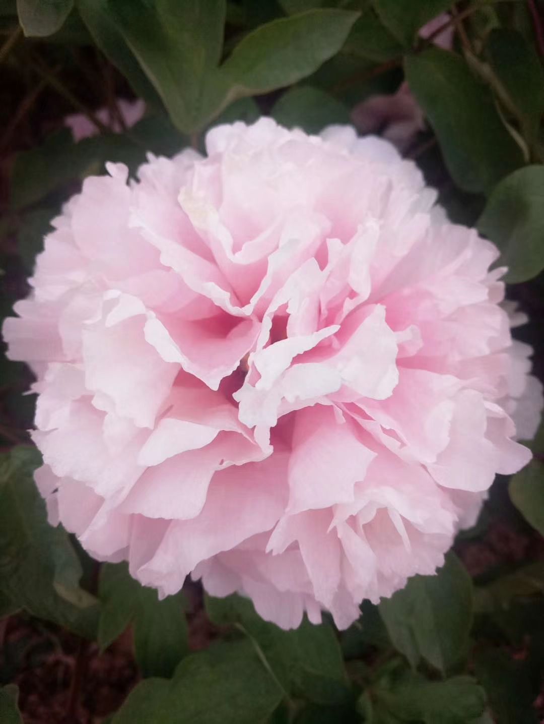 多花芍药  基地直供观赏芍药，保证品种，成活率高，品质好