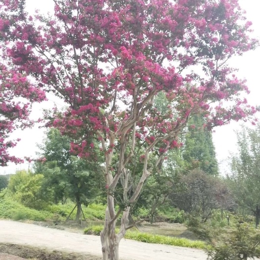 成都 成都丛生紫薇基地直供