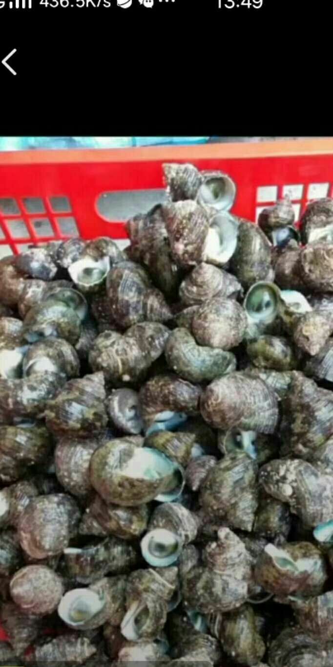 涡螺 潮水流量螺，便靓正