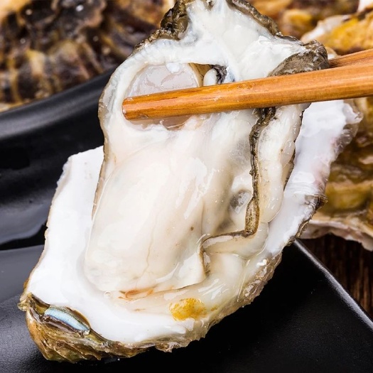 大连生蚝 大连蚝，生蚝三倍体，生蚝批发！市场