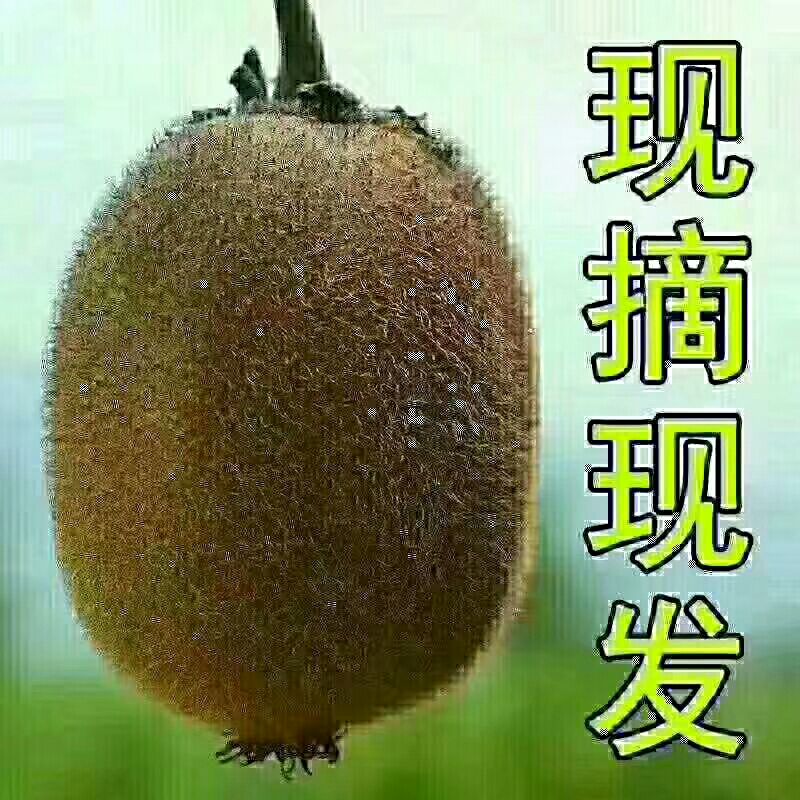  眉县徐香猕猴桃，酸酸甜甜刚刚好；原产地现摘现发舌尖上的美味