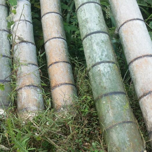 平江县 大量供应楠竹