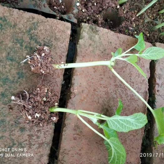 昆明 安娜贝拉绣球花苗常年基地直销