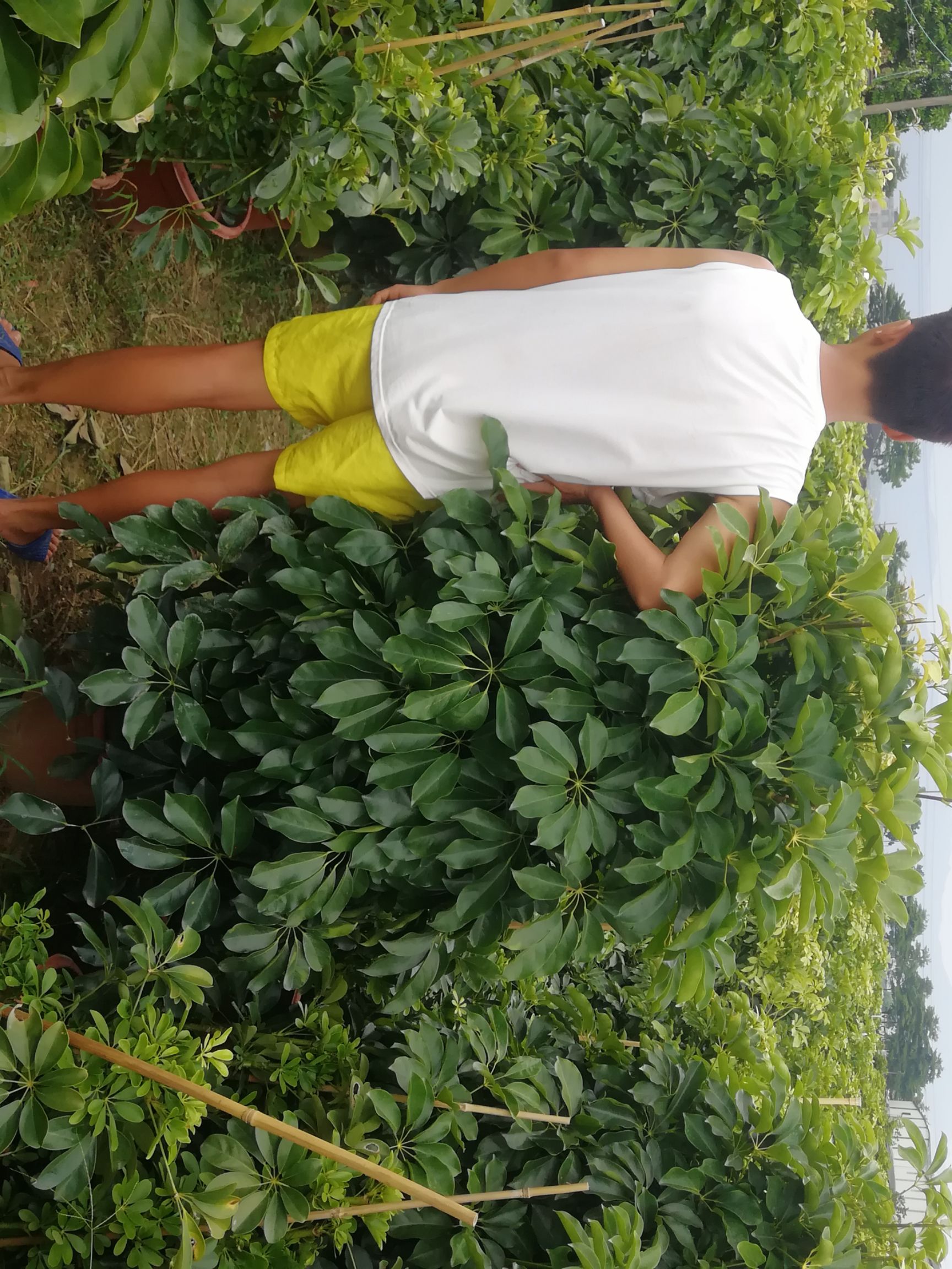  澳洲鹅掌木。鸭脚木