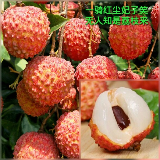 高州市 桂味荔枝（桂花香味）