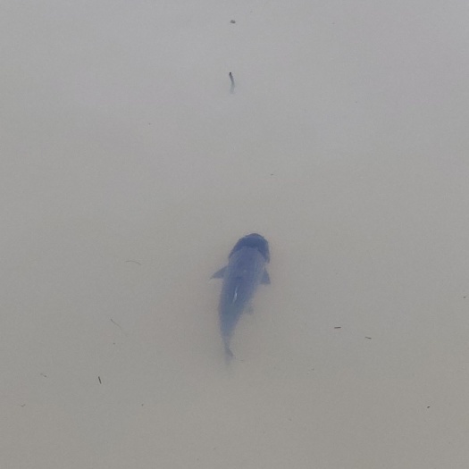 全州县 草鱼  鲤鱼  青鱼