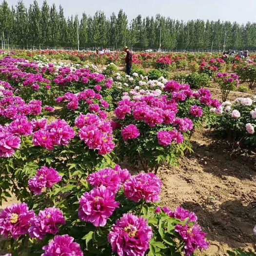 菏泽多花芍药  基地直供观赏芍药，保证品种，成活率高，品质好