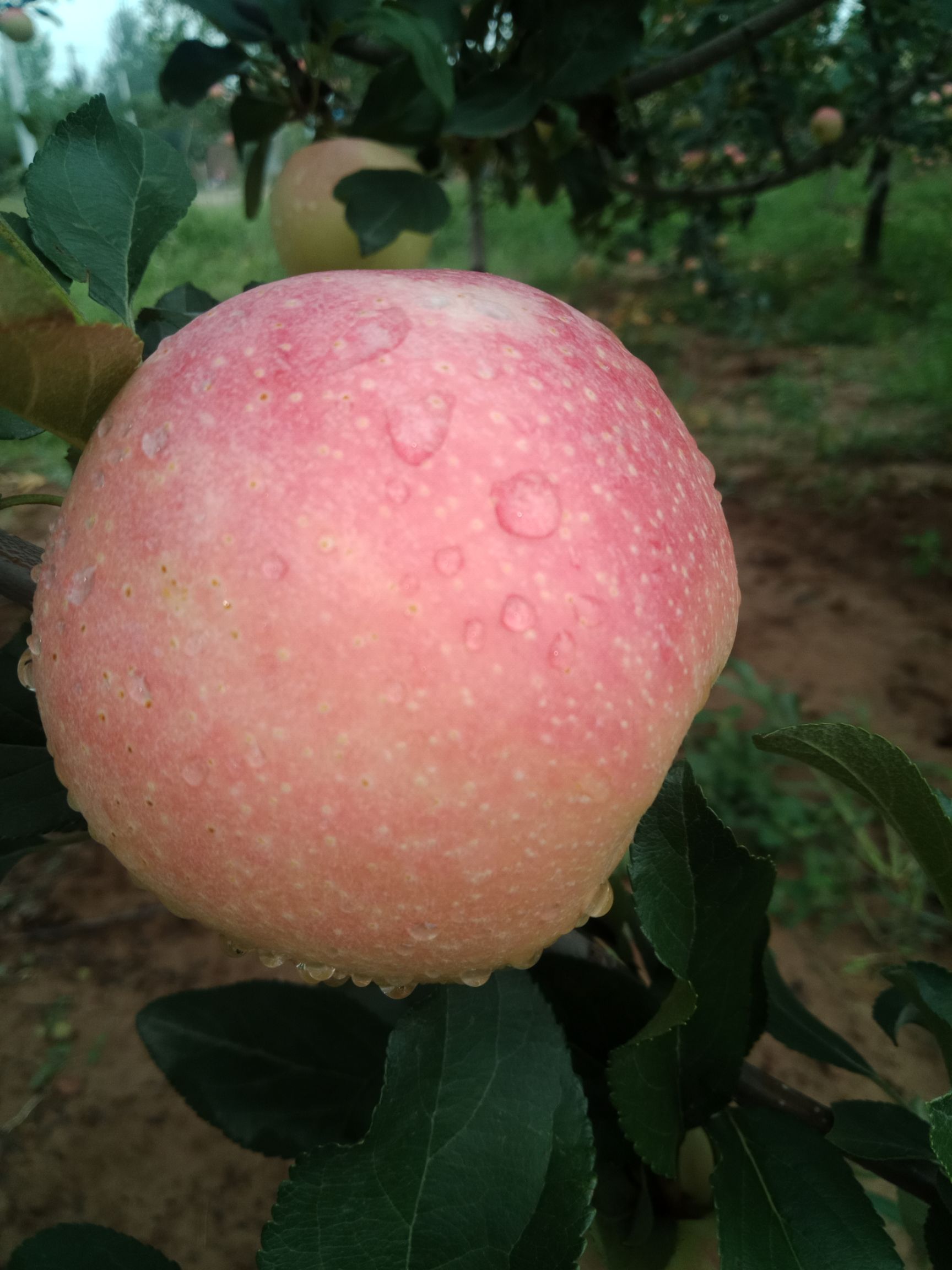 早熟苹果嘎啦上市了需要的可以预约订购