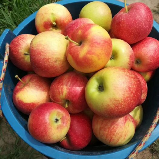 大荔县 自家种的甜苹果🍎 
天然绿色水果  吃的放心
动动手指便