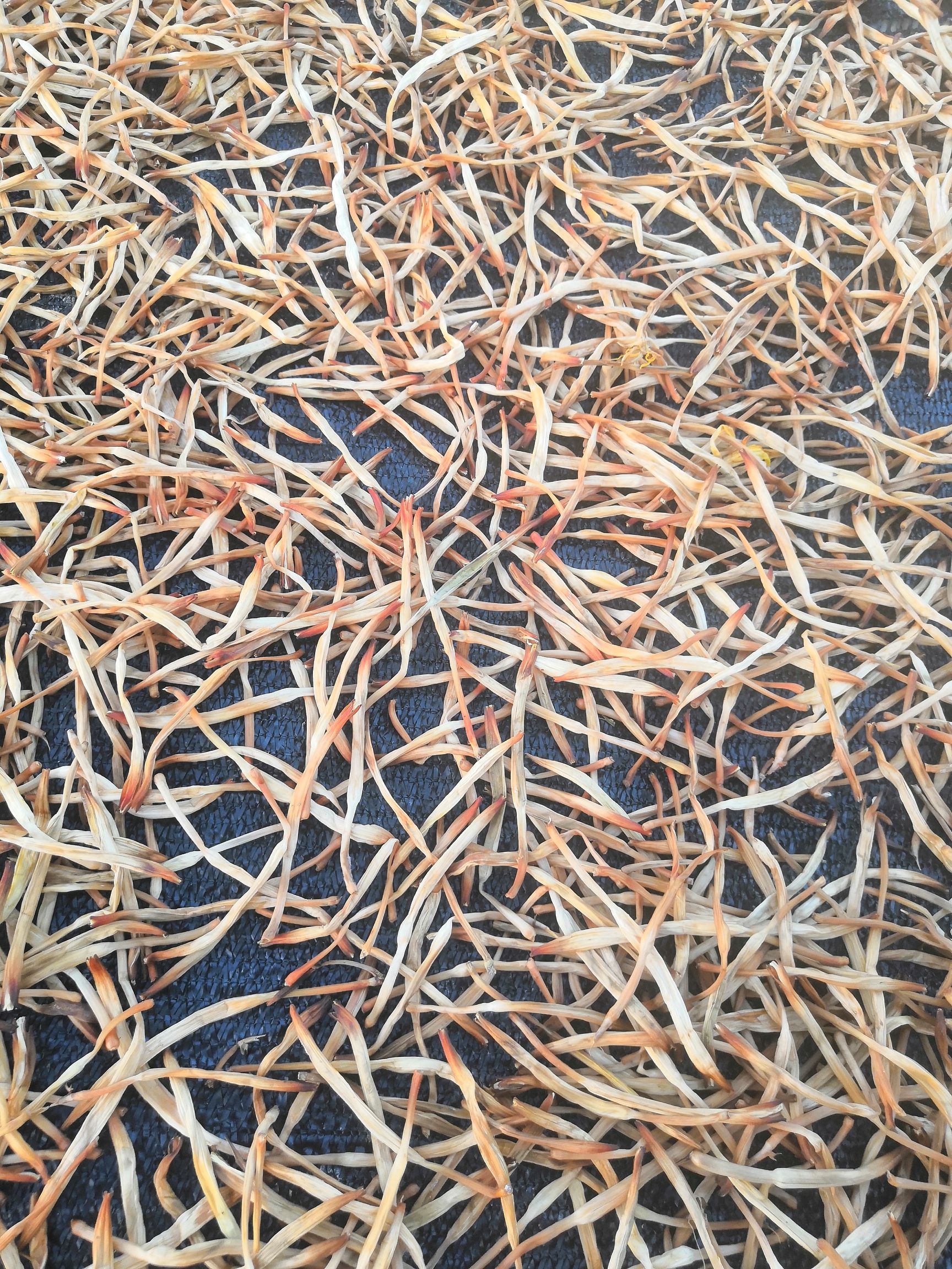 祁东黄花菜 一级 散装