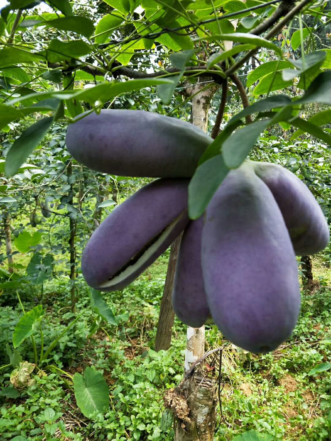  八月瓜