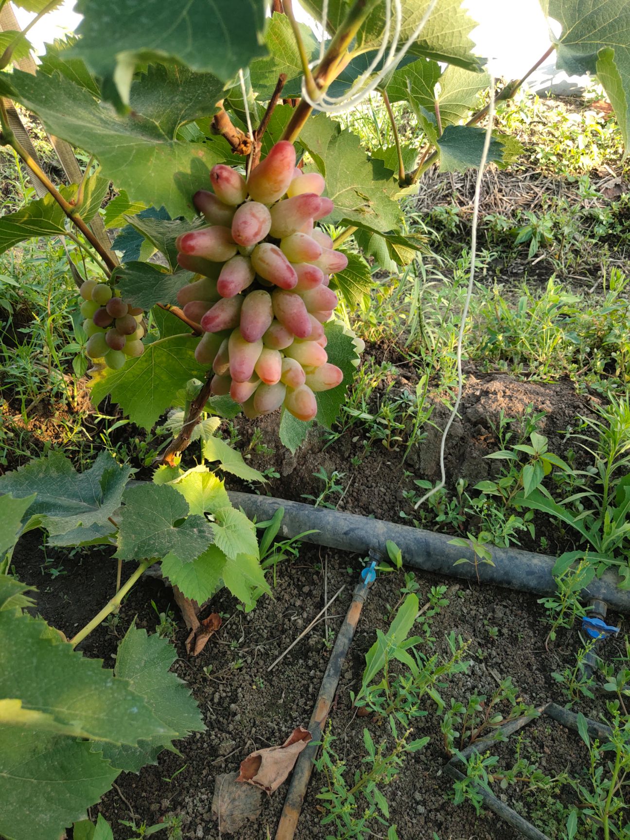 茉莉香葡萄 茉莉王 ，个头大，水分充足，茉莉味浓郁，果肉有嚼头