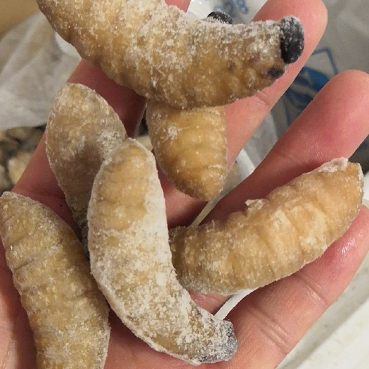 南宁葛根虫 笋虫