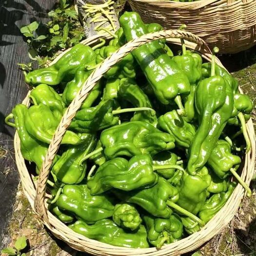 巴东县 芜湖椒，线椒，红线椒各种品种，质量好，自家种的