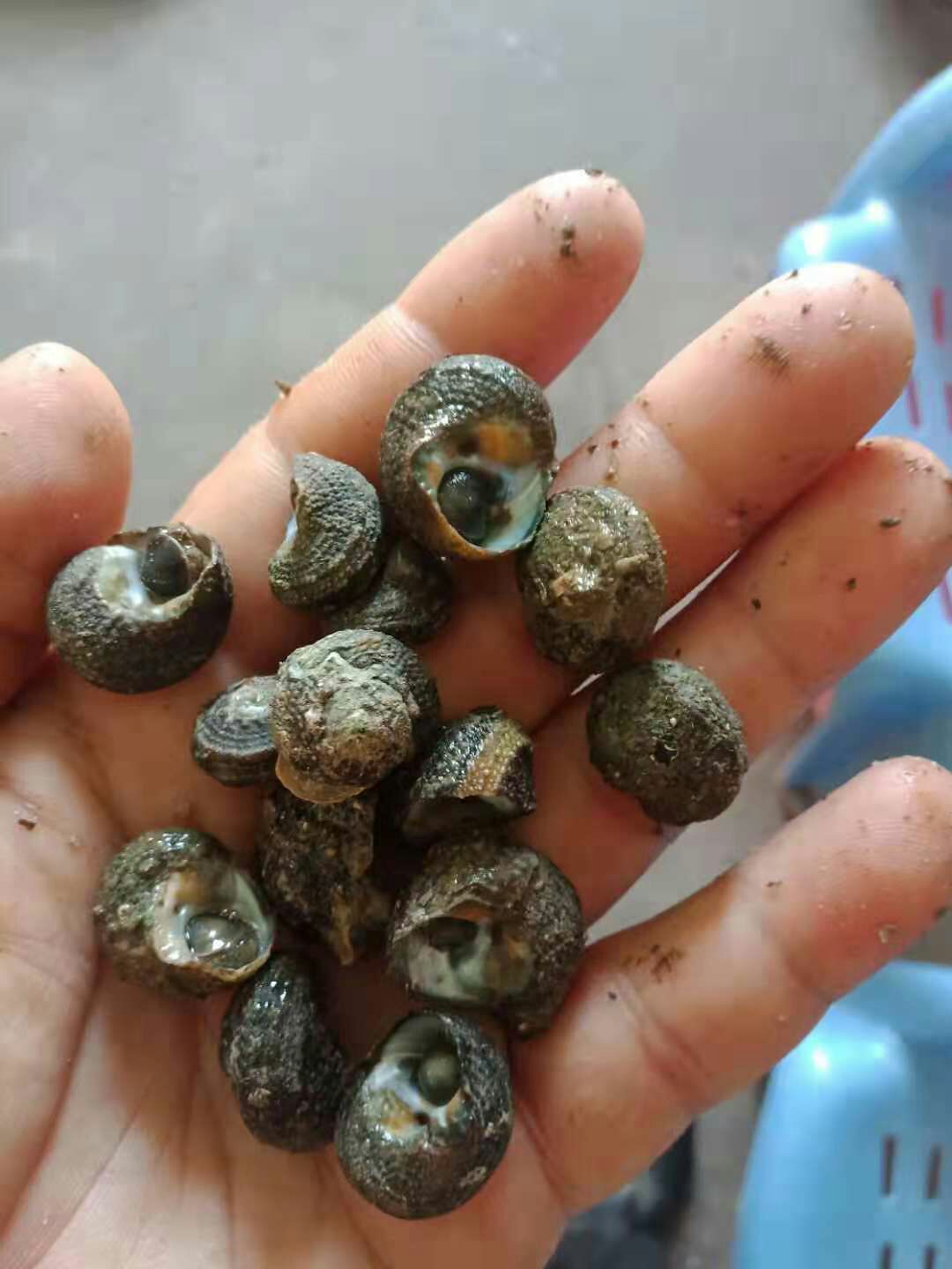 涡螺 潮水流量螺，便靓正