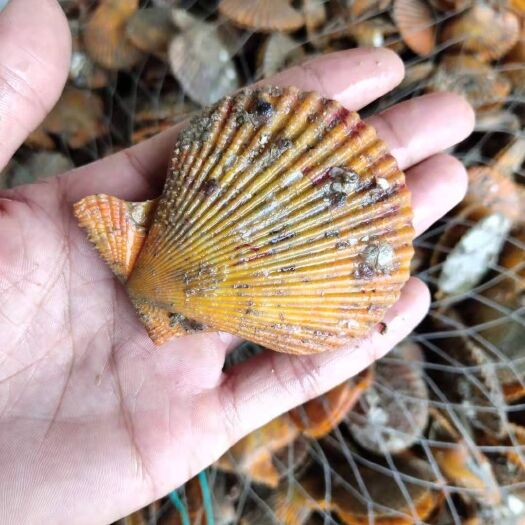 广州 湛江黄金贝扇贝