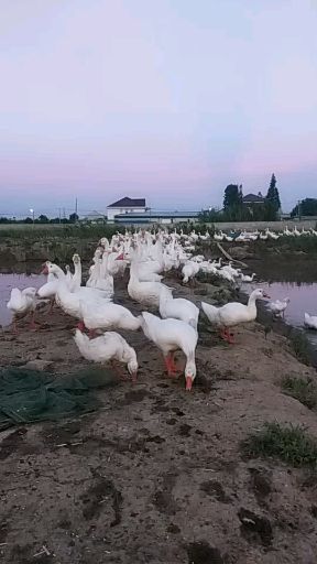 大白鹅 农家散养
