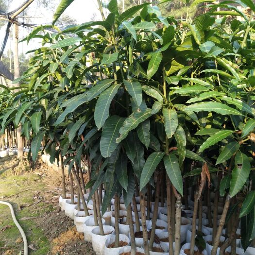 灵山县金煌芒果苗 金煌芒果，单果2至3斤重