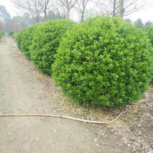 成都 成都万年青球基地直供