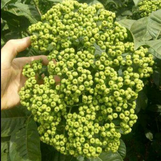 樟树市吴茱萸 良心产品
