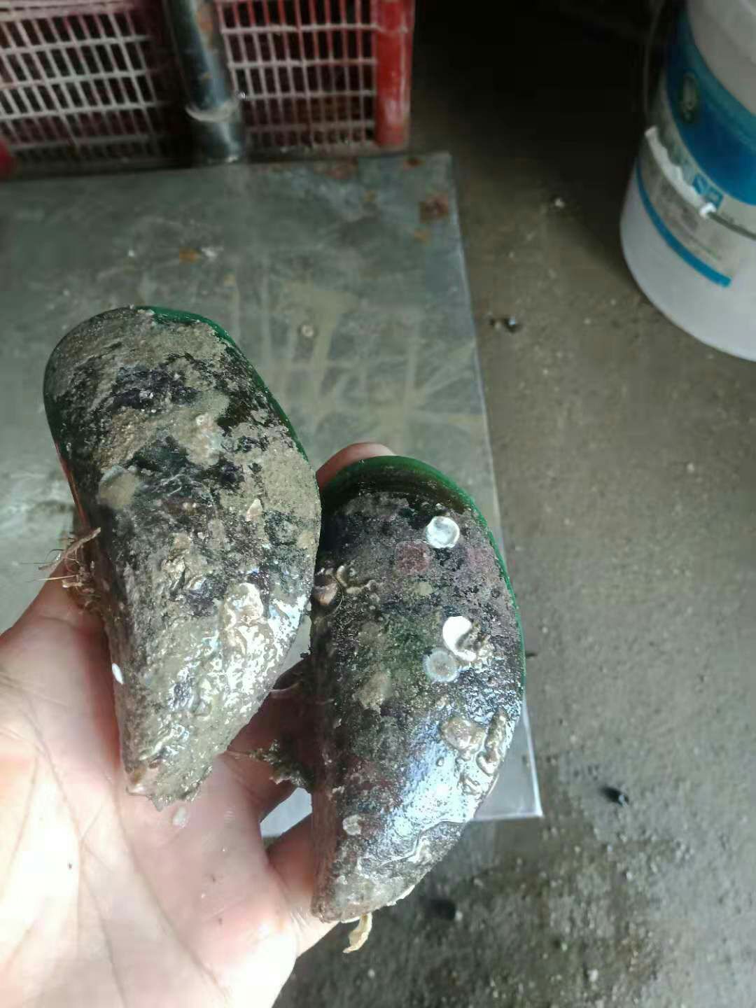 涡螺 潮水流量螺，便靓正
