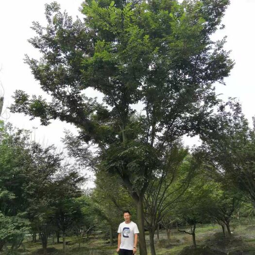 成都 成都榉树基地直供