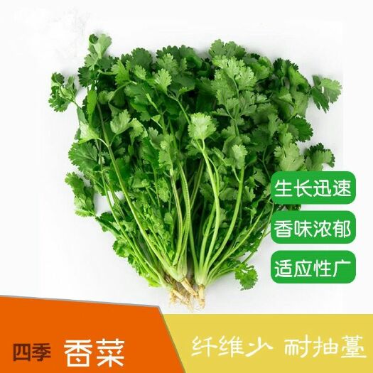 樟树市 四季香菜种子 耐热耐寒 耐抽苔 生长快速 香味浓 产量高