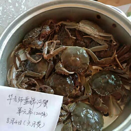 盘山县 盘锦河蟹批发