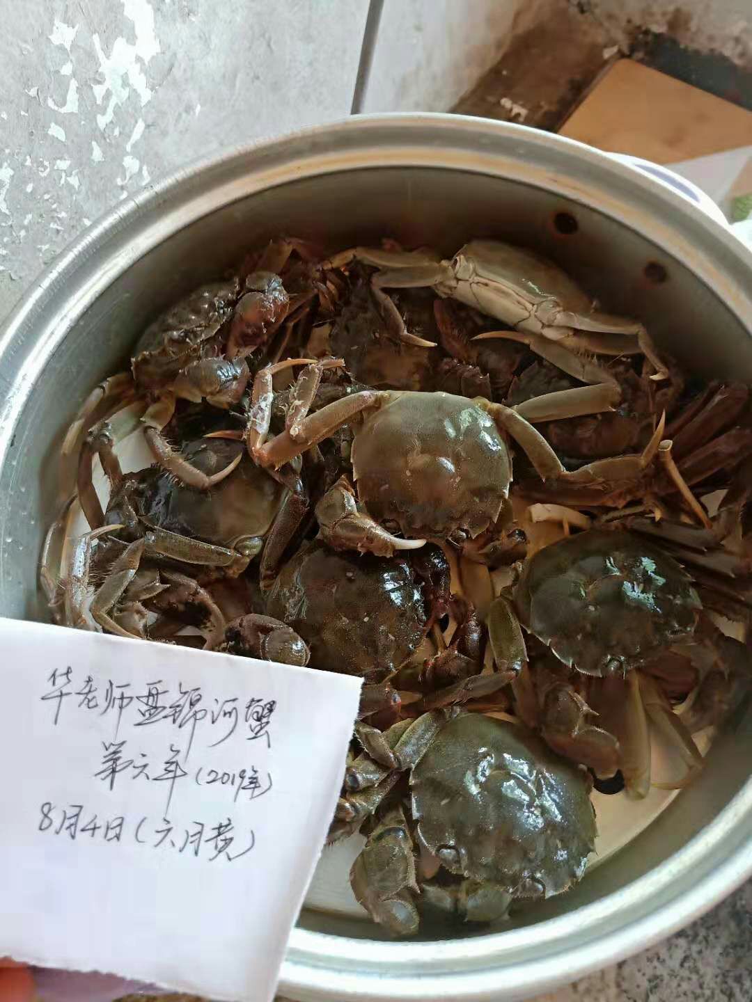  盘锦河蟹批发