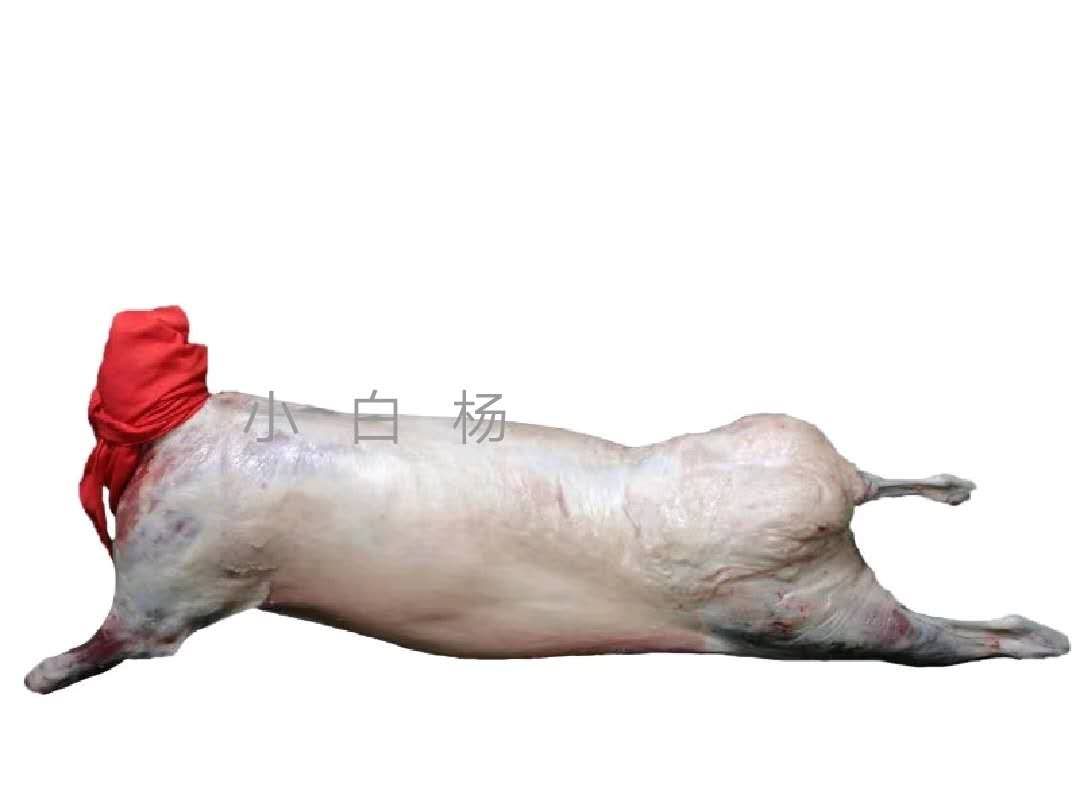 新疆塔城九分体羔羊批发价28斤910元