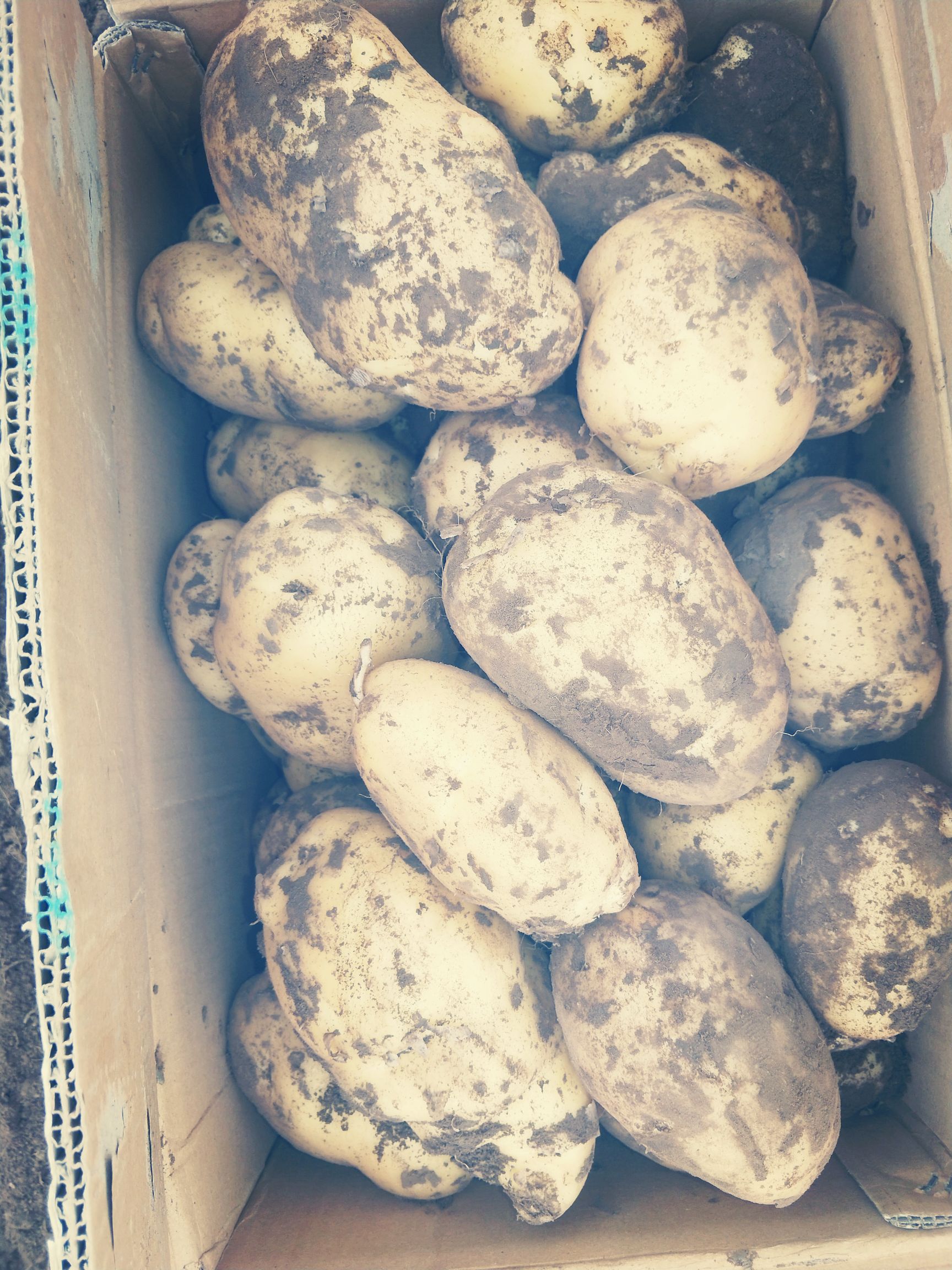  高原2号土豆，荷兰系列，黄皮黄心