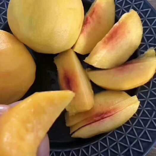 麻阳县 麻阳黄桃