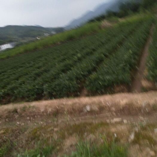 建德市奶油草莓苗 优质苗