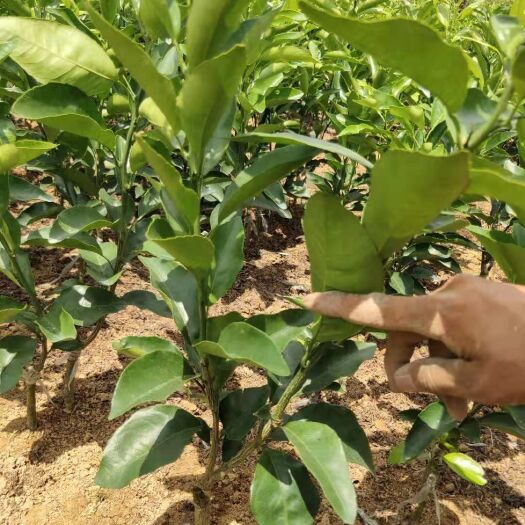 荔浦市 091无核沃柑苗 高度30-60公分 免费提种植技术
