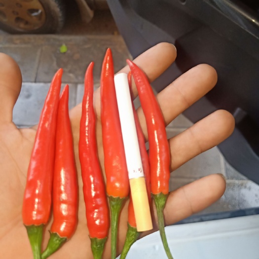 文山市二荆条辣椒 量大，要的老板快点