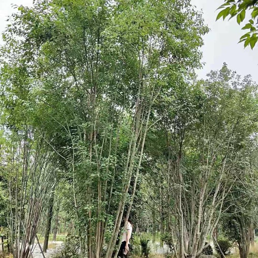 成都丛生朴树 成都丛三角风基地